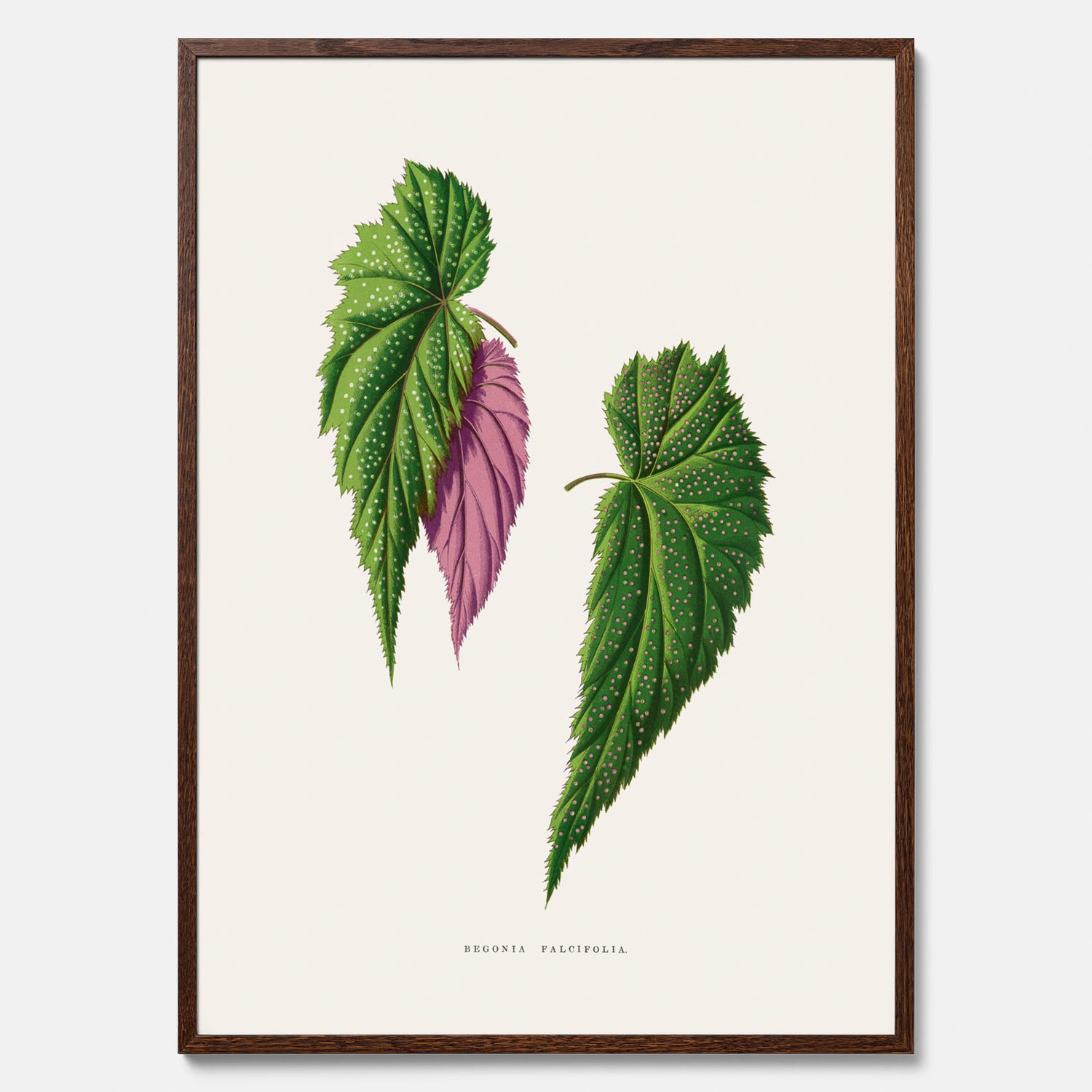 Poster med en begoniaillustration av Benjamin Fawcett från boken Les Plantes à Feuillage Coloré