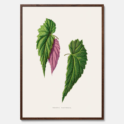 Poster med en begoniaillustration av Benjamin Fawcett från boken Les Plantes à Feuillage Coloré