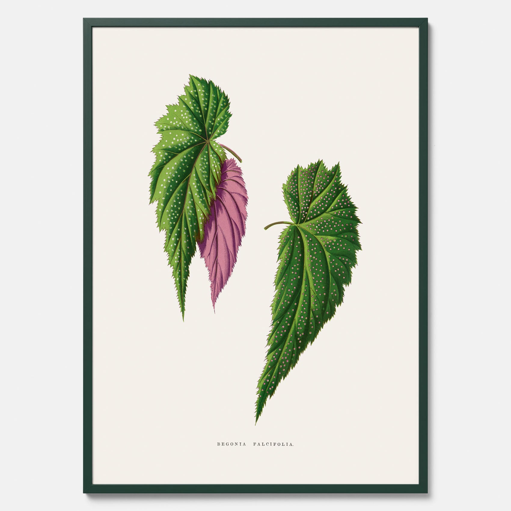 Poster med en begoniaillustration av Benjamin Fawcett från boken Les Plantes à Feuillage Coloré