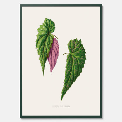 Poster med en begoniaillustration av Benjamin Fawcett från boken Les Plantes à Feuillage Coloré