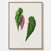 Canvas tavla med en begoniaillustration av Benjamin Fawcett från boken Les Plantes à Feuillage Coloré