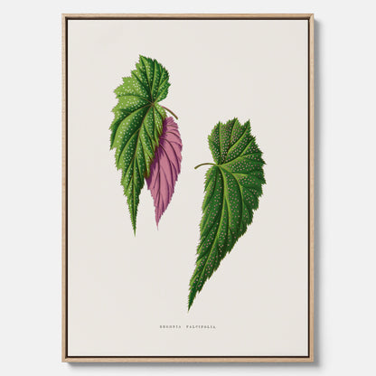 Canvas tavla med en begoniaillustration av Benjamin Fawcett från boken Les Plantes à Feuillage Coloré