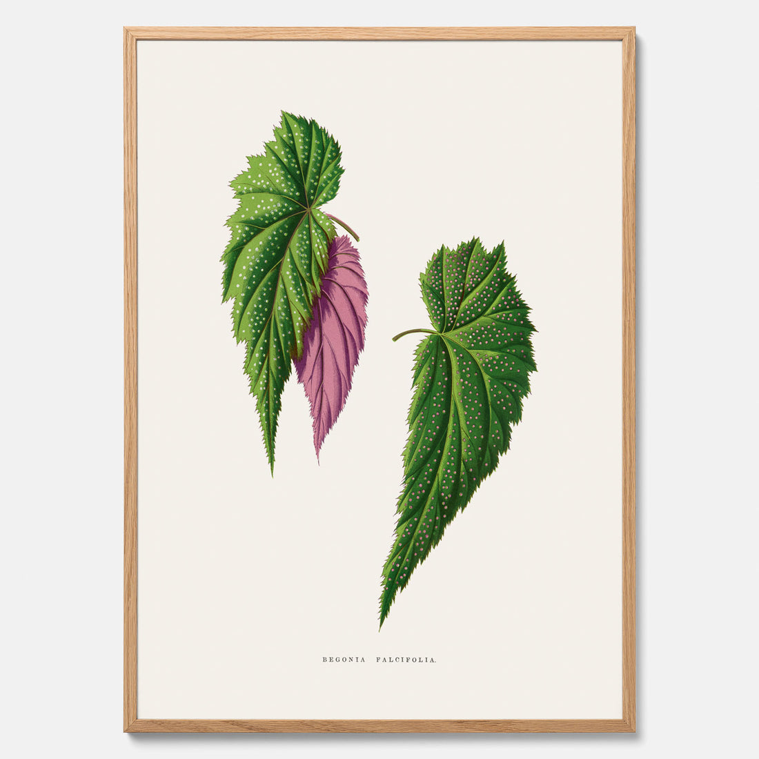 Poster med en begoniaillustration av Benjamin Fawcett från boken Les Plantes à Feuillage Coloré