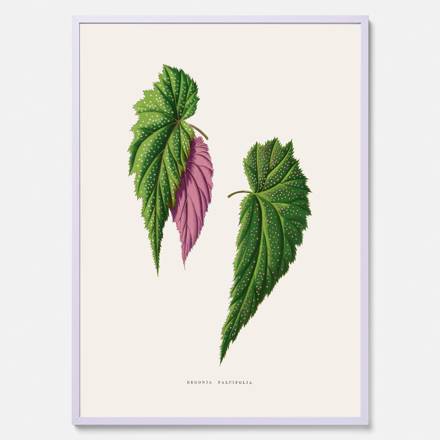 Poster med en begoniaillustration av Benjamin Fawcett från boken Les Plantes à Feuillage Coloré