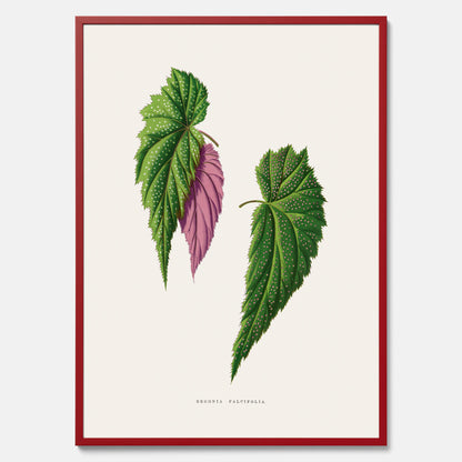 Poster med en begoniaillustration av Benjamin Fawcett från boken Les Plantes à Feuillage Coloré