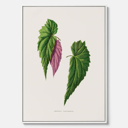 Canvas tavla med en begoniaillustration av Benjamin Fawcett från boken Les Plantes à Feuillage Coloré