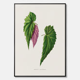 Canvas tavla med en begoniaillustration av Benjamin Fawcett från boken Les Plantes à Feuillage Coloré