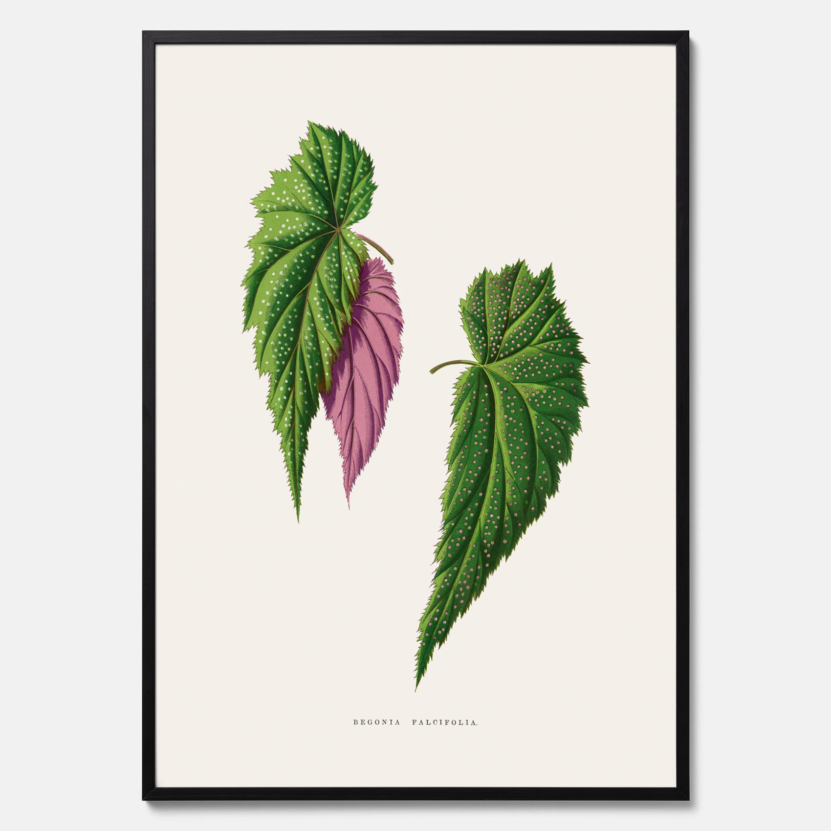 Poster med en begoniaillustration av Benjamin Fawcett från boken Les Plantes à Feuillage Coloré