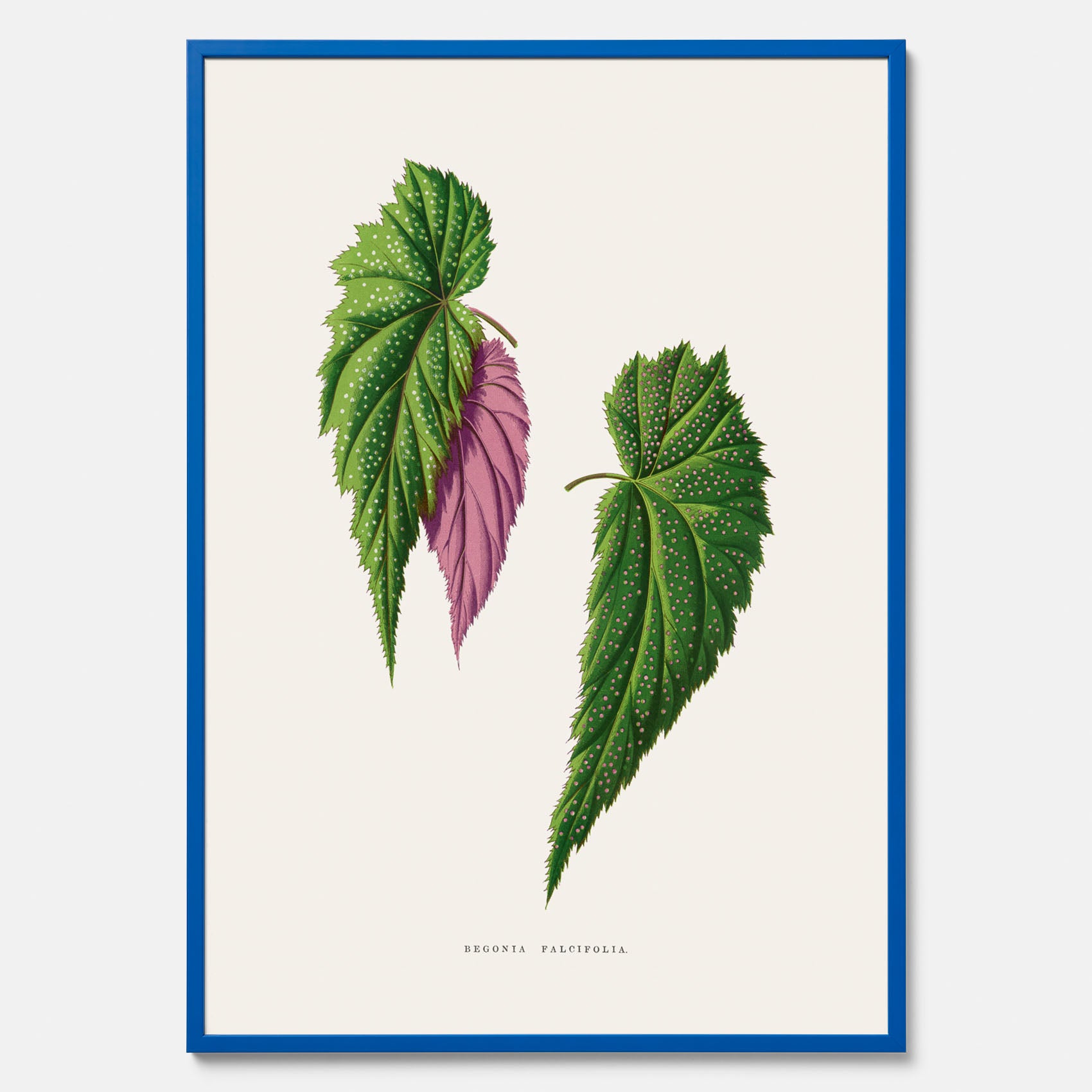 Poster med en begoniaillustration av Benjamin Fawcett från boken Les Plantes à Feuillage Coloré