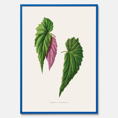 Poster med en begoniaillustration av Benjamin Fawcett från boken Les Plantes à Feuillage Coloré