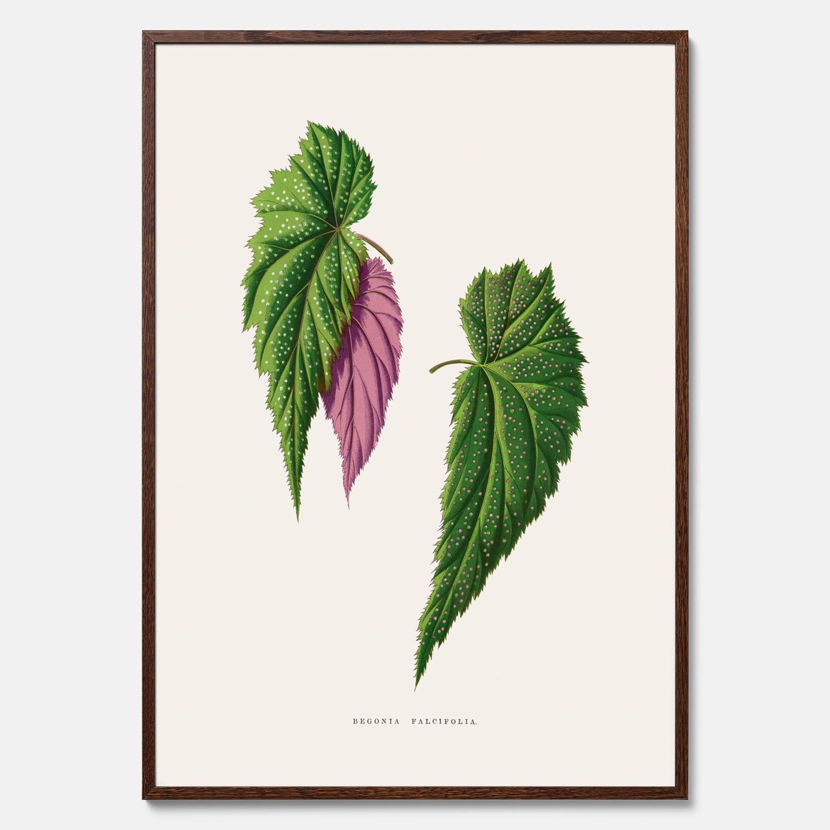 Poster med en begoniaillustration av Benjamin Fawcett från boken Les Plantes à Feuillage Coloré