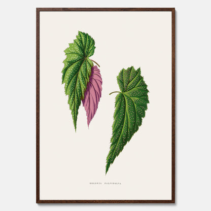 Poster med en begoniaillustration av Benjamin Fawcett från boken Les Plantes à Feuillage Coloré