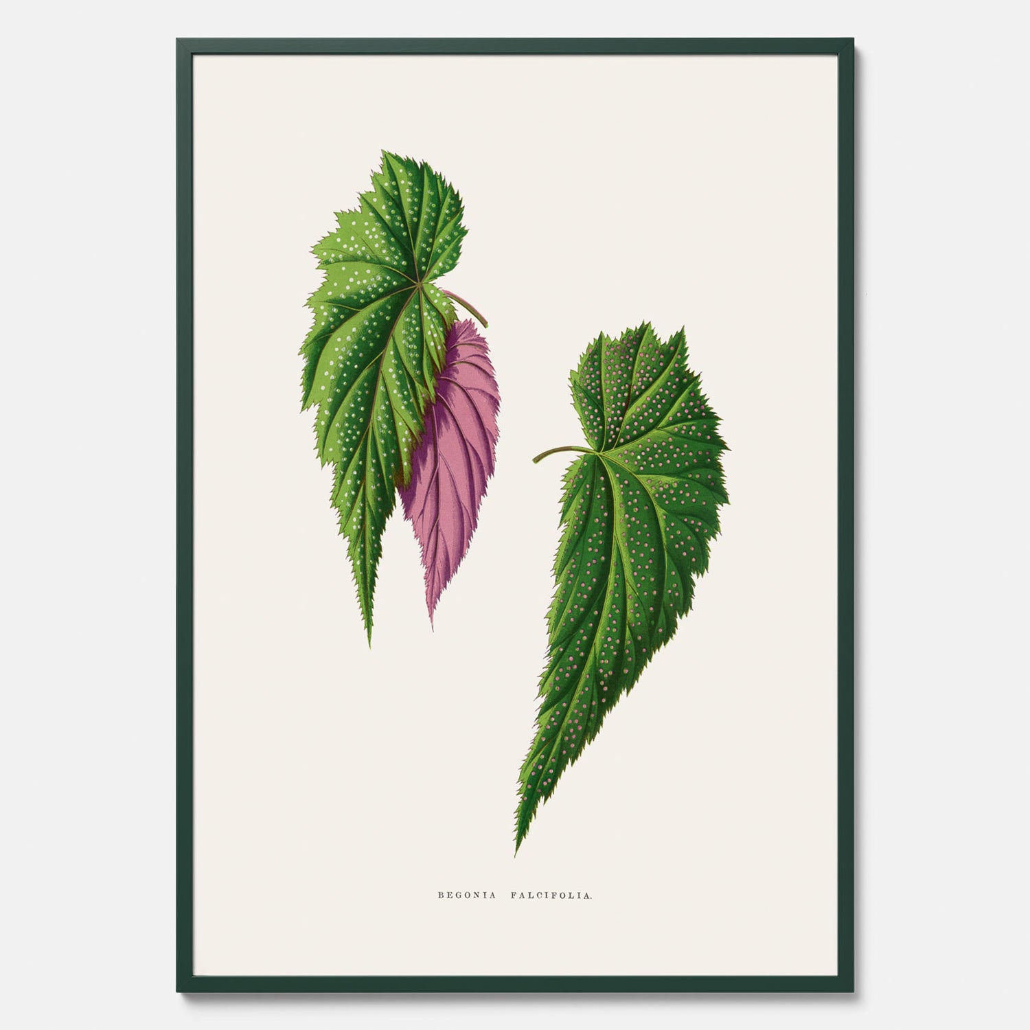 Poster med en begoniaillustration av Benjamin Fawcett från boken Les Plantes à Feuillage Coloré