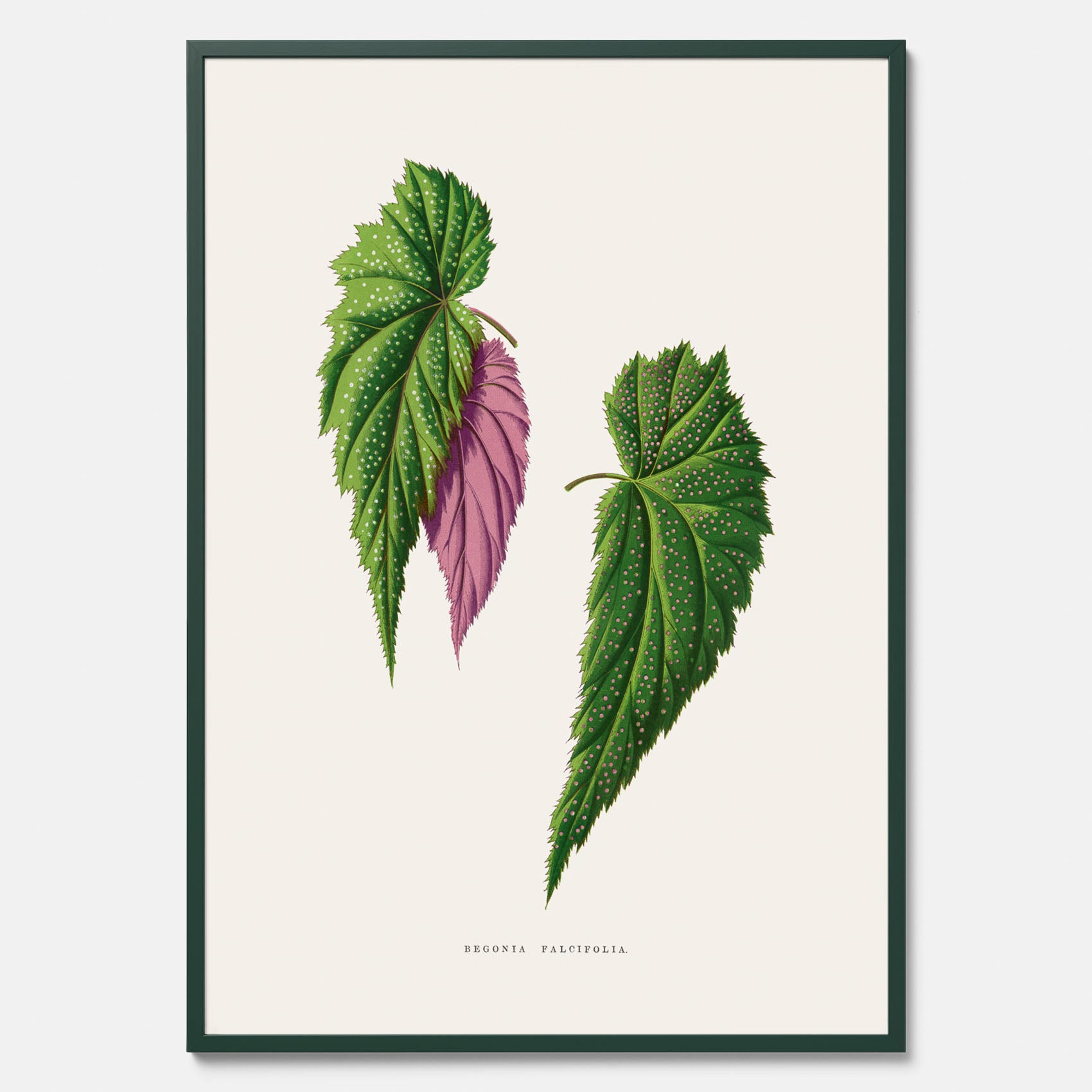 Poster med en begoniaillustration av Benjamin Fawcett från boken Les Plantes à Feuillage Coloré