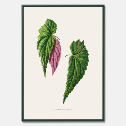 Poster med en begoniaillustration av Benjamin Fawcett från boken Les Plantes à Feuillage Coloré
