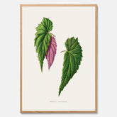 Poster med en begoniaillustration av Benjamin Fawcett från boken Les Plantes à Feuillage Coloré