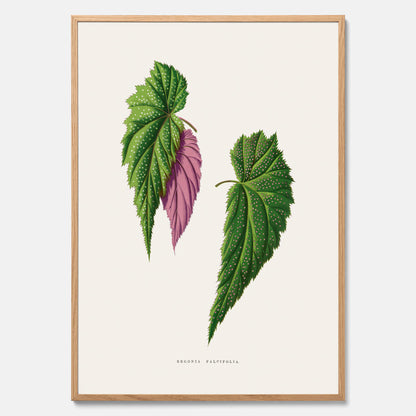 Poster med en begoniaillustration av Benjamin Fawcett från boken Les Plantes à Feuillage Coloré