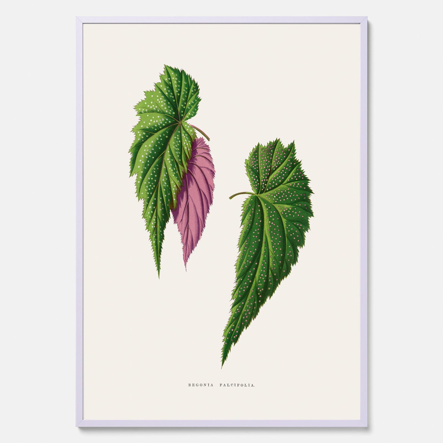 Poster med en begoniaillustration av Benjamin Fawcett från boken Les Plantes à Feuillage Coloré