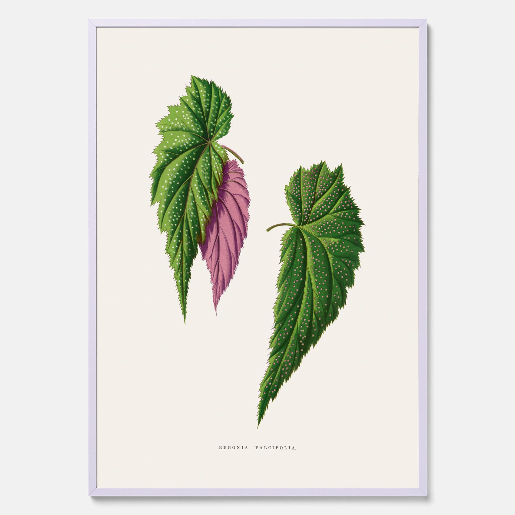 Poster med en begoniaillustration av Benjamin Fawcett från boken Les Plantes à Feuillage Coloré