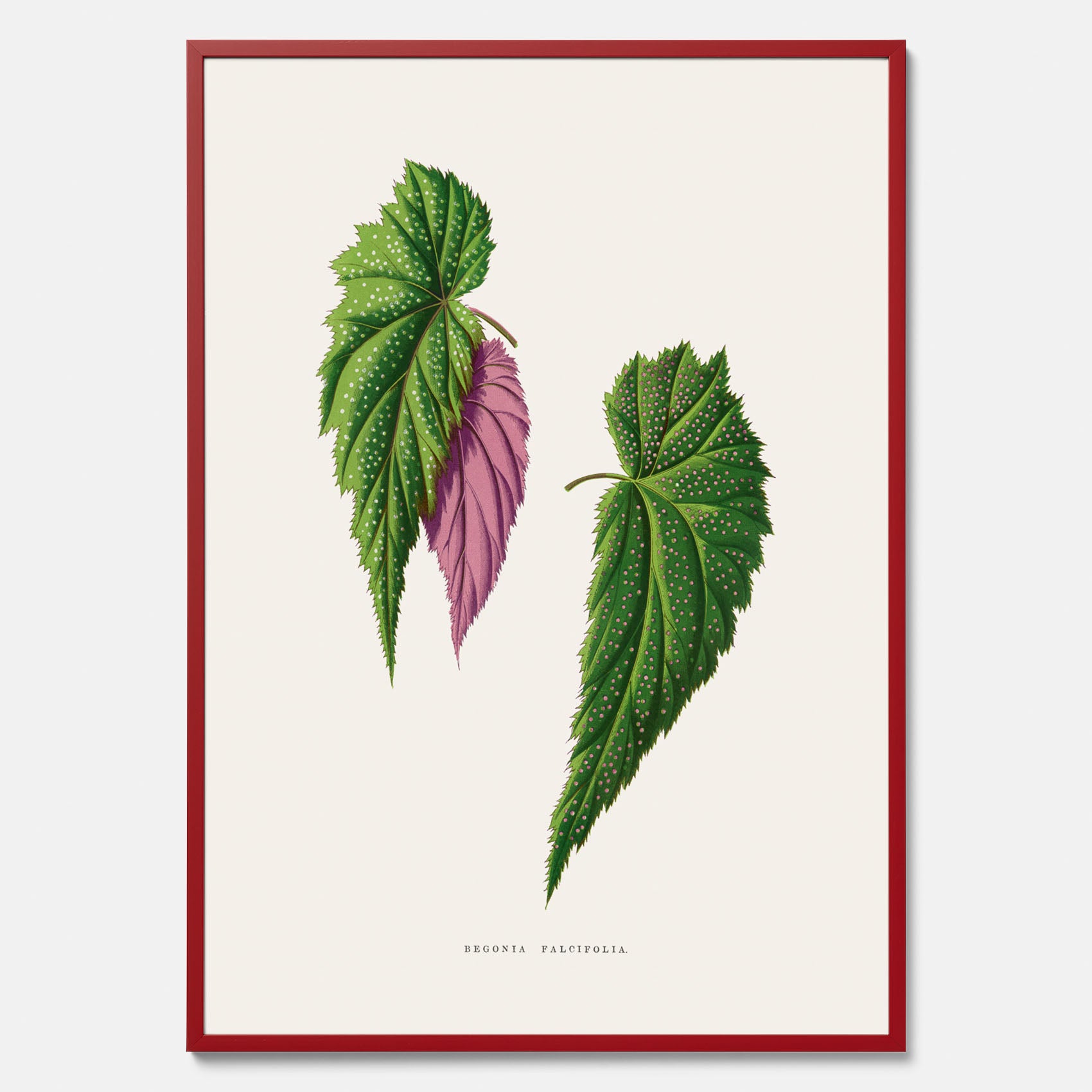 Poster med en begoniaillustration av Benjamin Fawcett från boken Les Plantes à Feuillage Coloré
