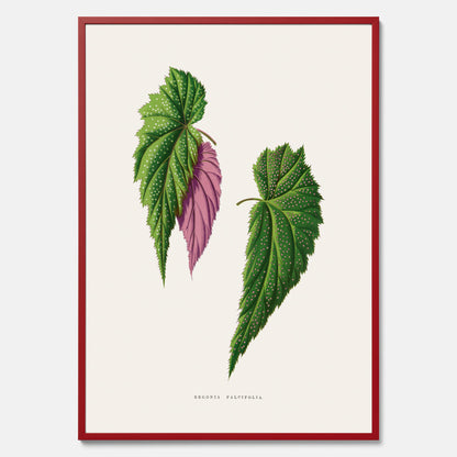 Poster med en begoniaillustration av Benjamin Fawcett från boken Les Plantes à Feuillage Coloré