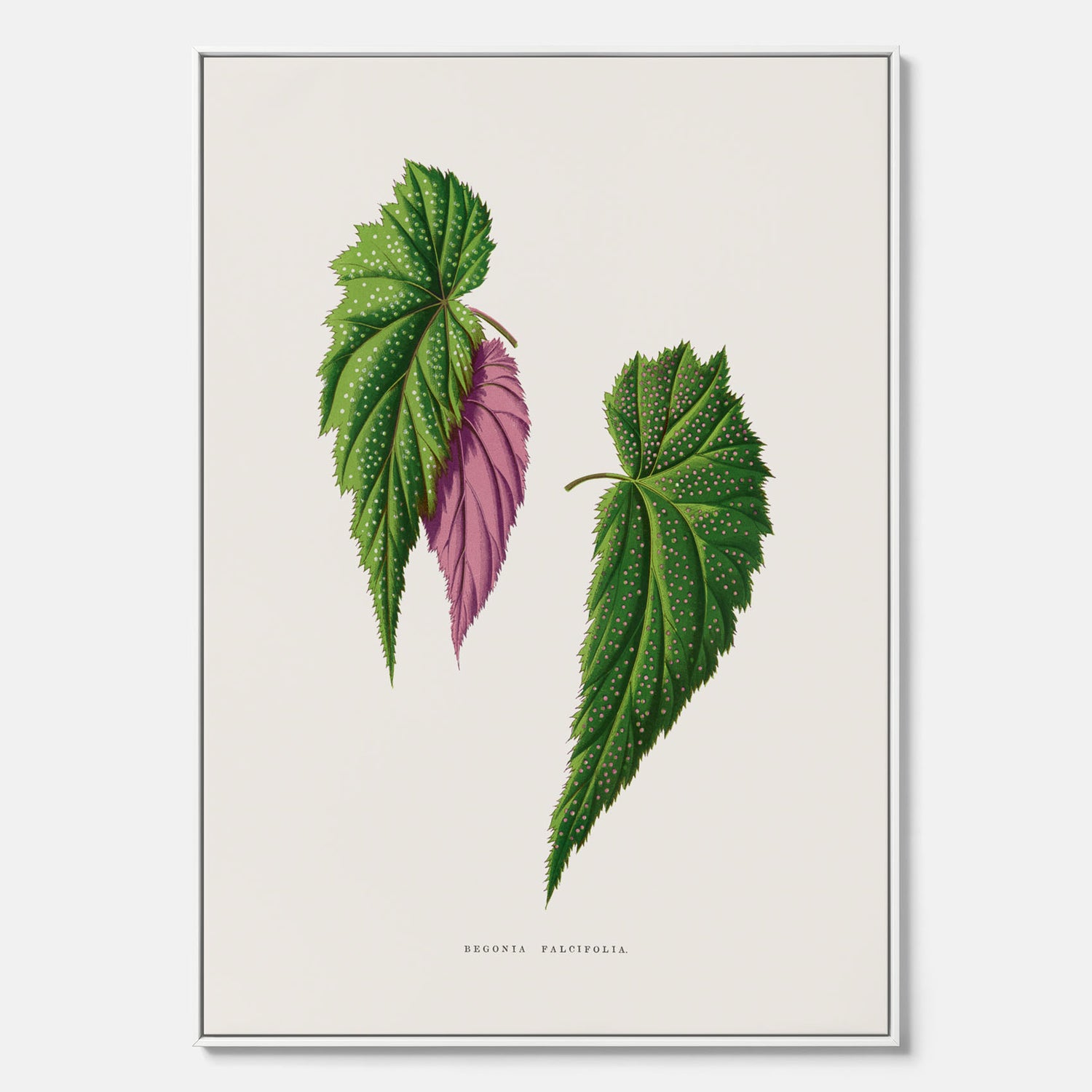 Canvas tavla med en begoniaillustration av Benjamin Fawcett från boken Les Plantes à Feuillage Coloré