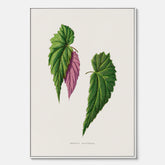 Canvas tavla med en begoniaillustration av Benjamin Fawcett från boken Les Plantes à Feuillage Coloré