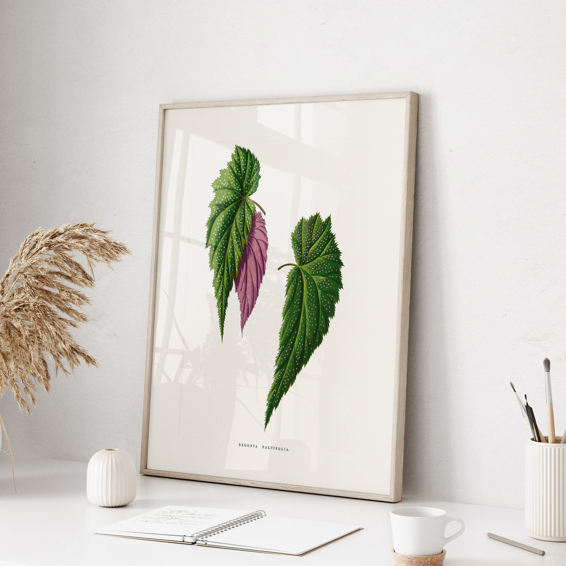 Poster med en begoniaillustration av Benjamin Fawcett från boken Les Plantes à Feuillage Coloré