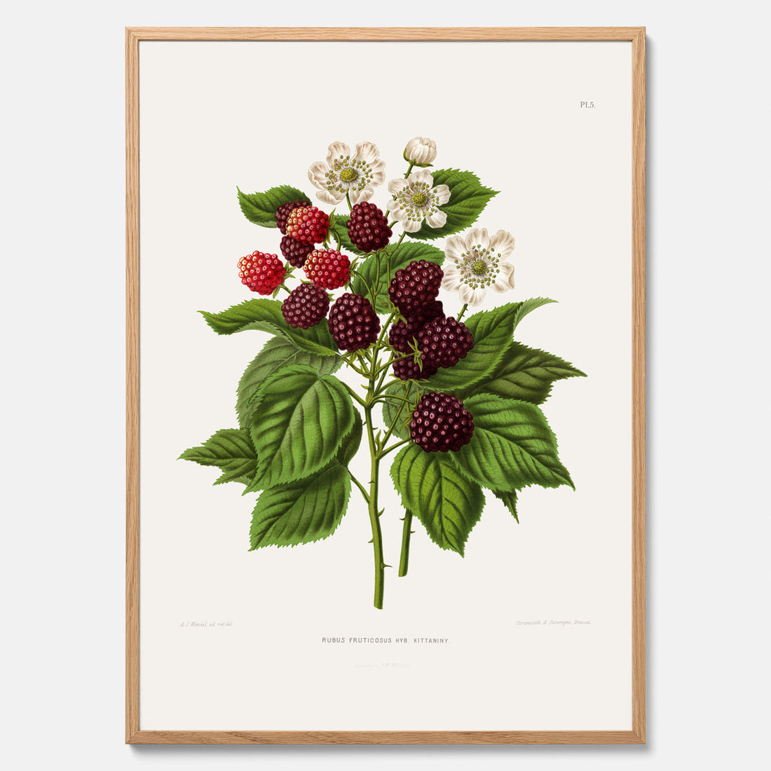 Kökstavla med Björnbär poster  – Köksposter, tavla till kök med björnbär, kökstavla, poster till kök