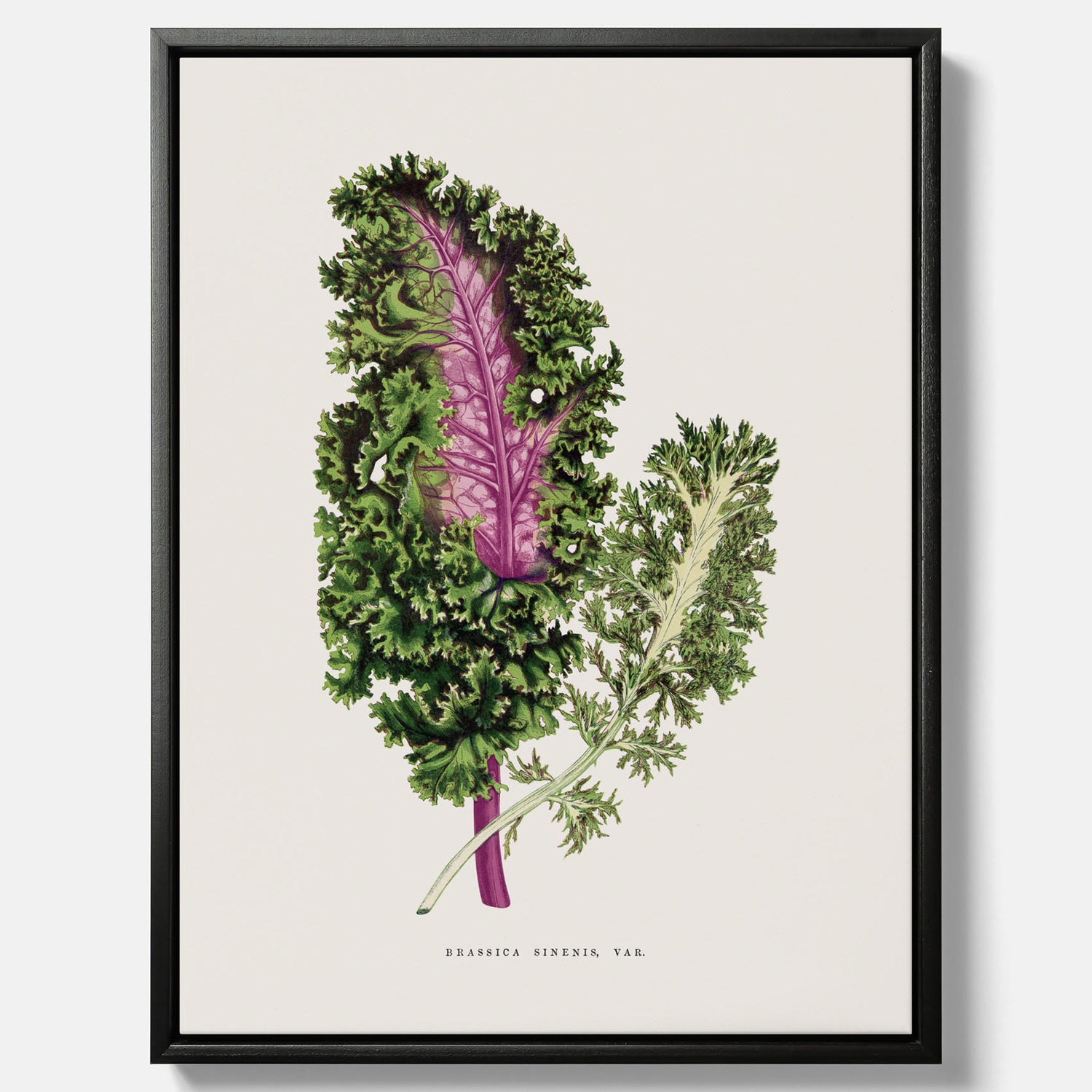 Vintageposter på canvas med en illustration av Brassica Sinenis från boken "Les Plantes à Feuillage Coloré"