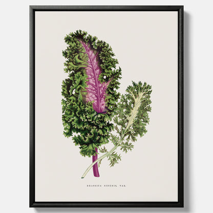 Vintageposter på canvas med en illustration av Brassica Sinenis från boken "Les Plantes à Feuillage Coloré"