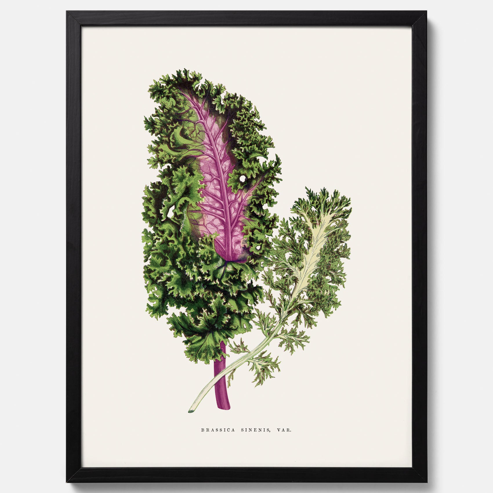 Vintageposter med en illustration av Brassica Sinenis från boken &quot;Les Plantes à Feuillage Coloré&quot;