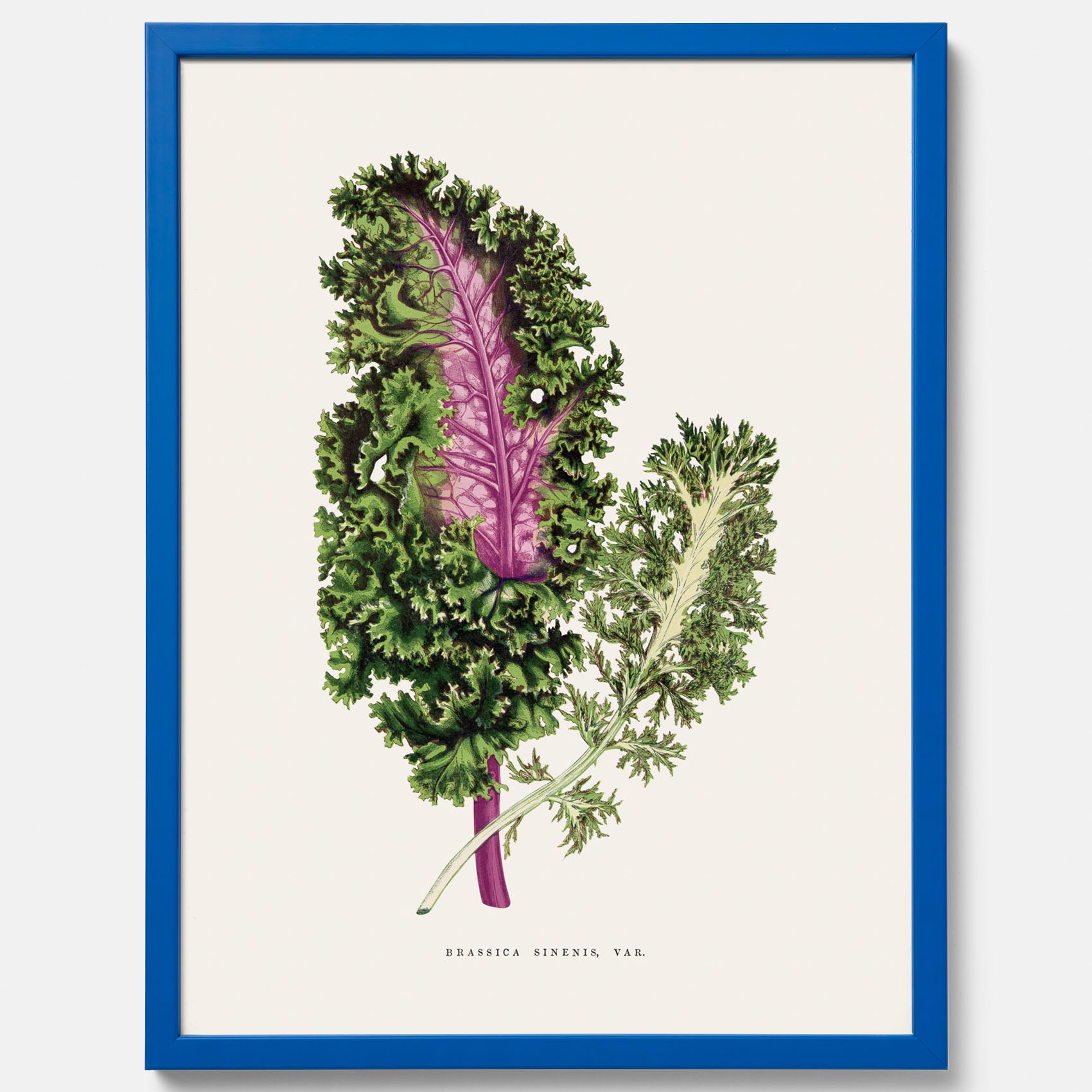 Vintageposter med en illustration av Brassica Sinenis från boken &quot;Les Plantes à Feuillage Coloré&quot;