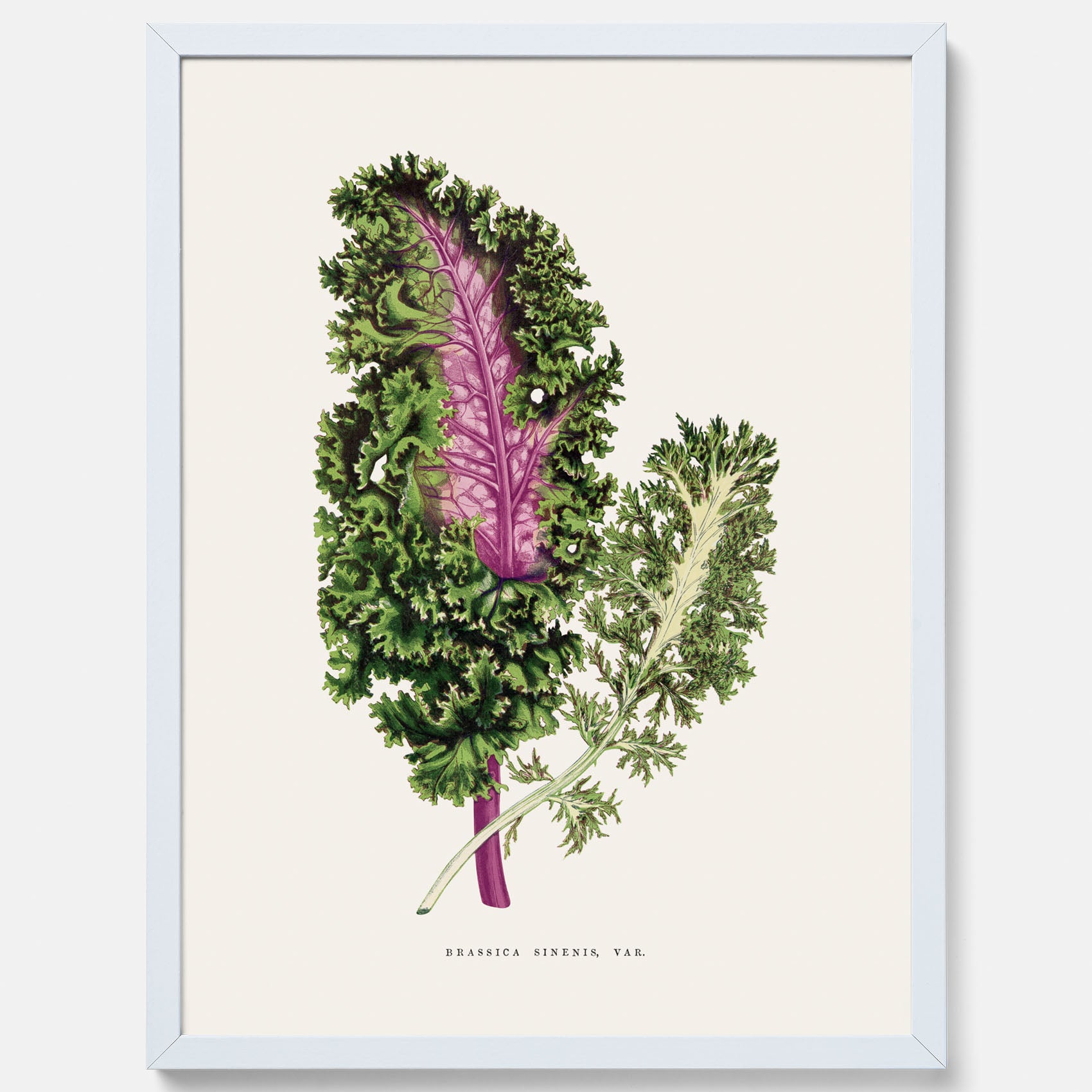 Vintageposter med en illustration av Brassica Sinenis från boken &quot;Les Plantes à Feuillage Coloré&quot;