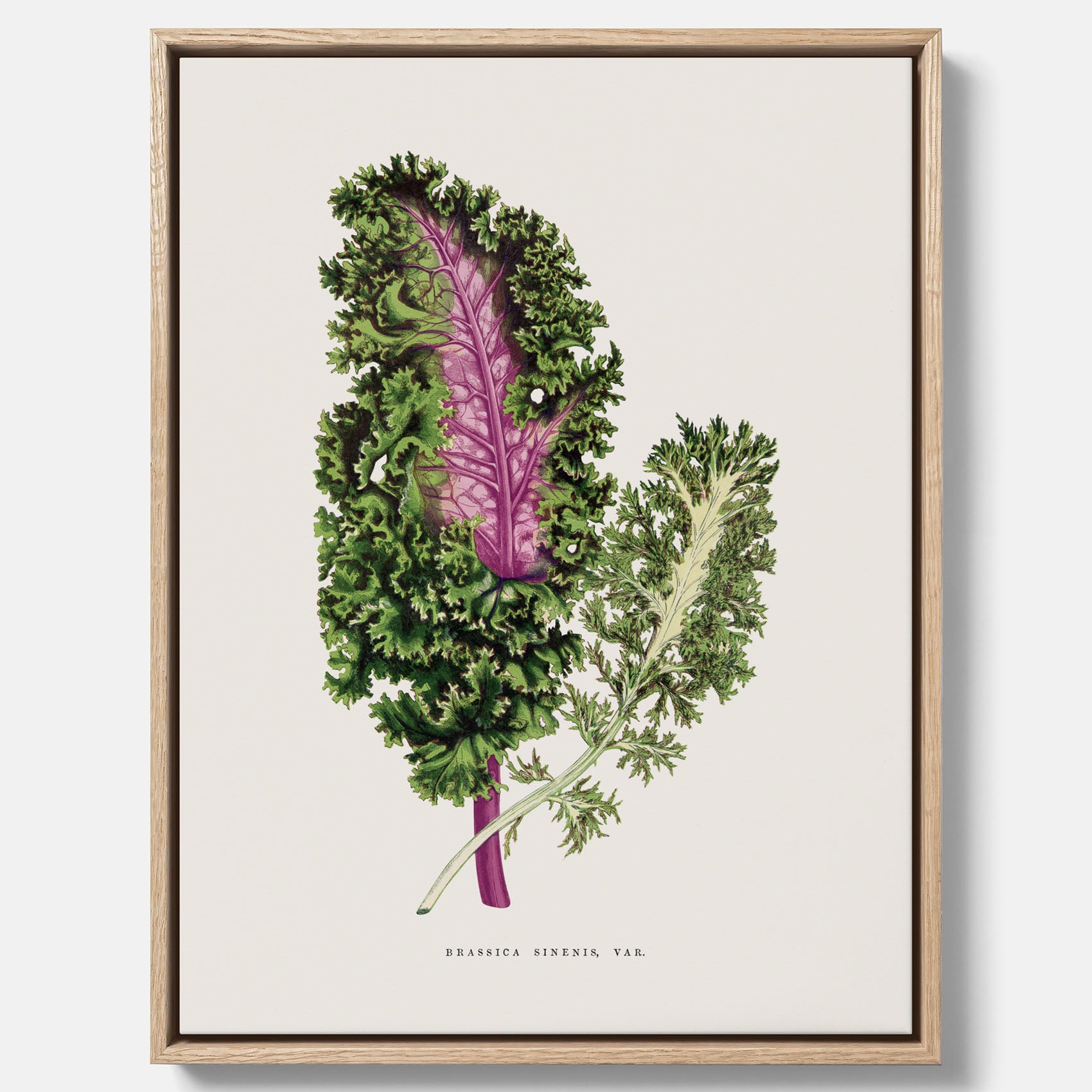 Vintageposter på canvas med en illustration av Brassica Sinenis från boken "Les Plantes à Feuillage Coloré"