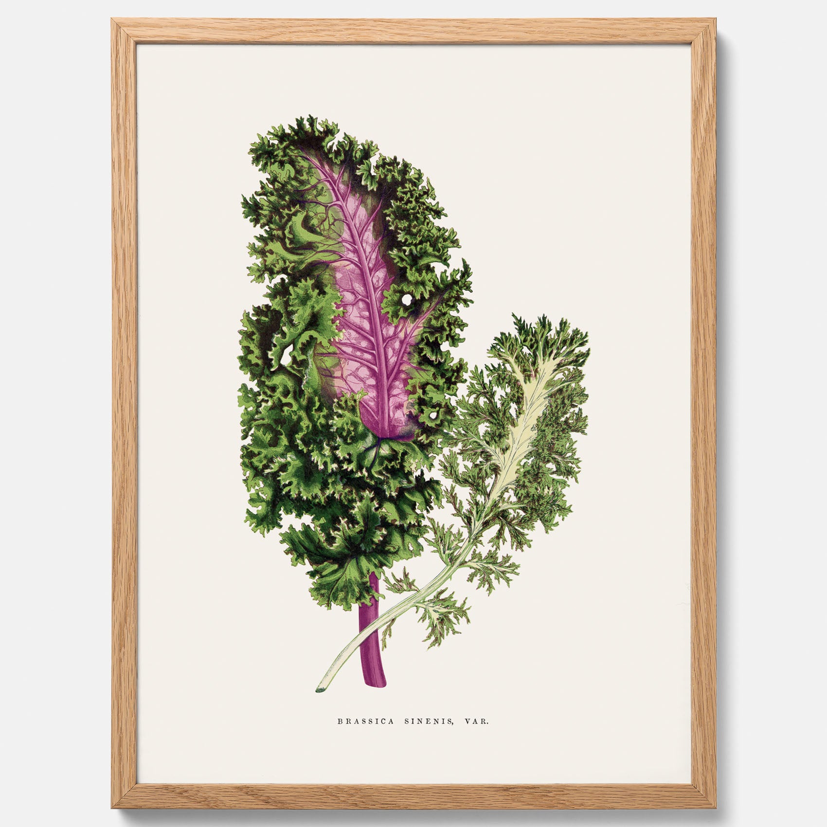 Vintageposter med en illustration av Brassica Sinenis från boken &quot;Les Plantes à Feuillage Coloré&quot;
