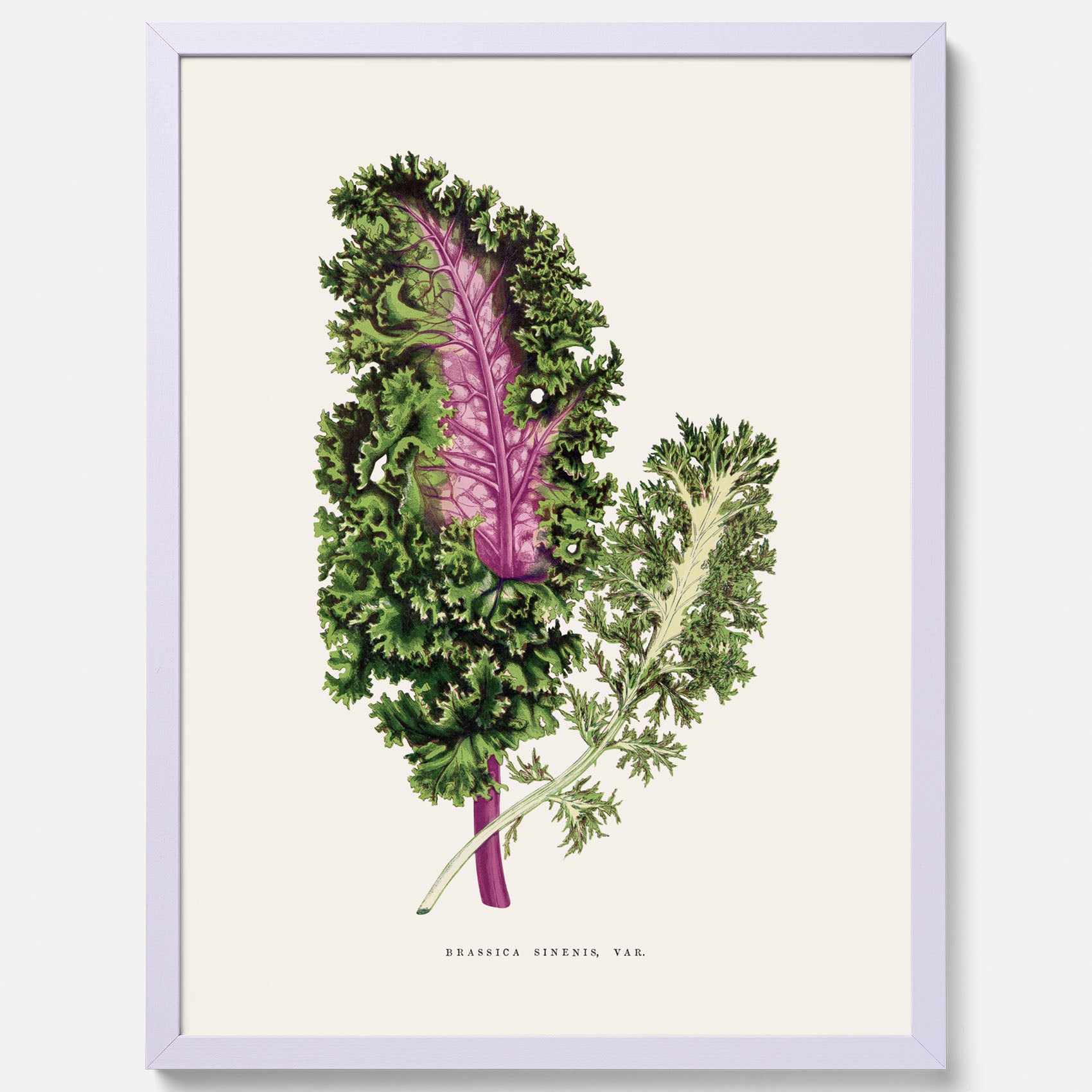 Vintageposter med en illustration av Brassica Sinenis från boken &quot;Les Plantes à Feuillage Coloré&quot;