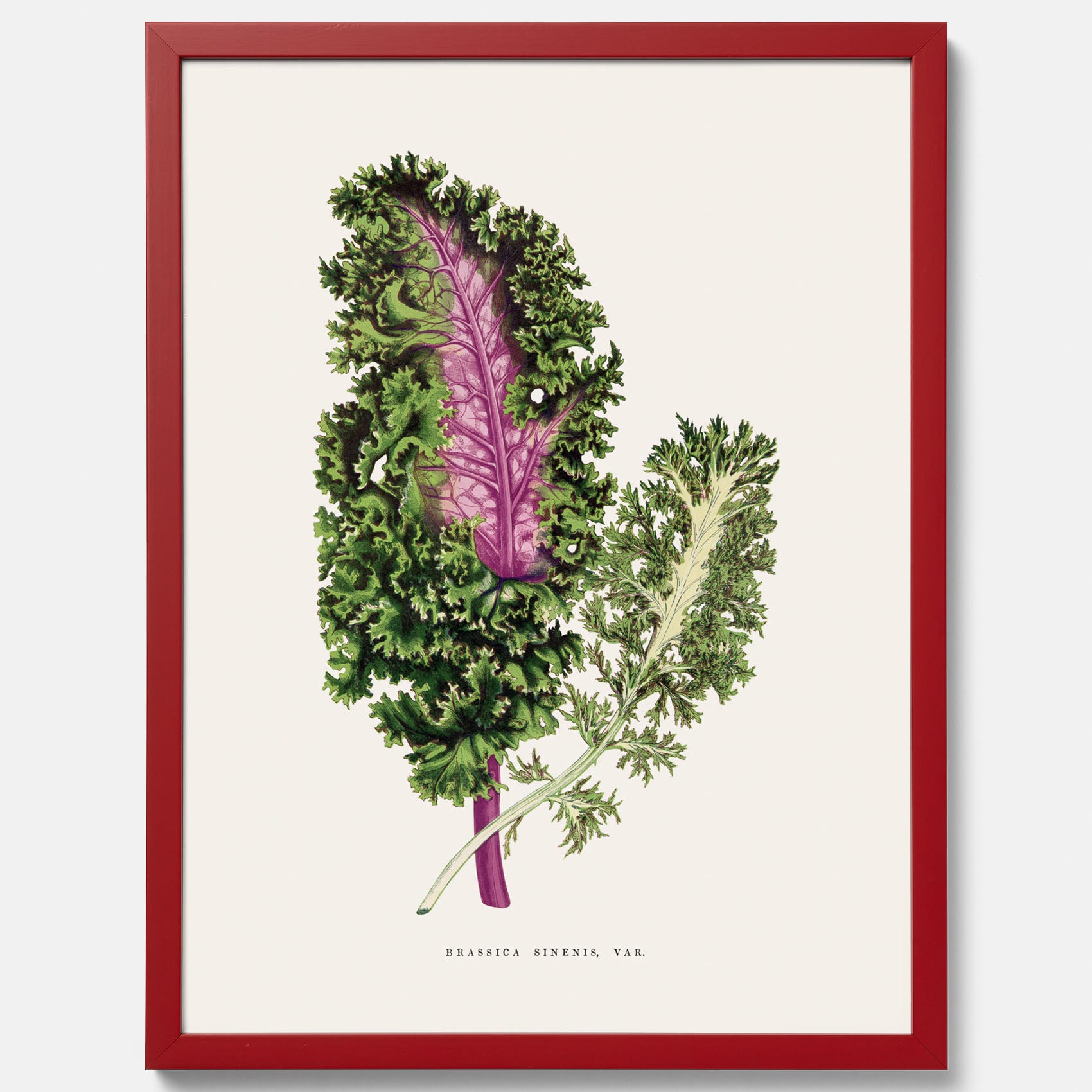 Vintageposter med en illustration av Brassica Sinenis från boken &quot;Les Plantes à Feuillage Coloré&quot;