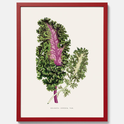 Vintageposter med en illustration av Brassica Sinenis från boken &quot;Les Plantes à Feuillage Coloré&quot;
