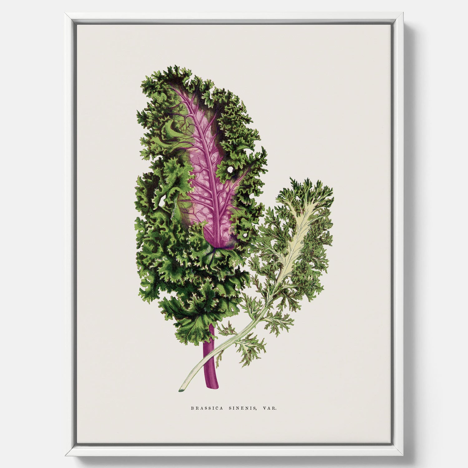 Vintageposter på canvas med en illustration av Brassica Sinenis från boken "Les Plantes à Feuillage Coloré"