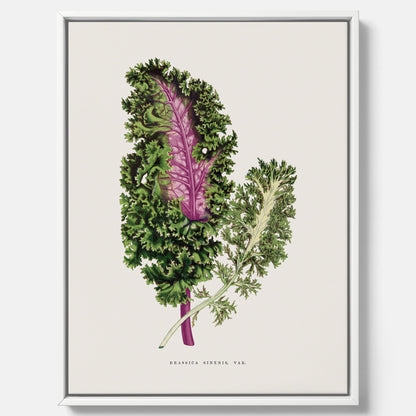 Vintageposter på canvas med en illustration av Brassica Sinenis från boken "Les Plantes à Feuillage Coloré"