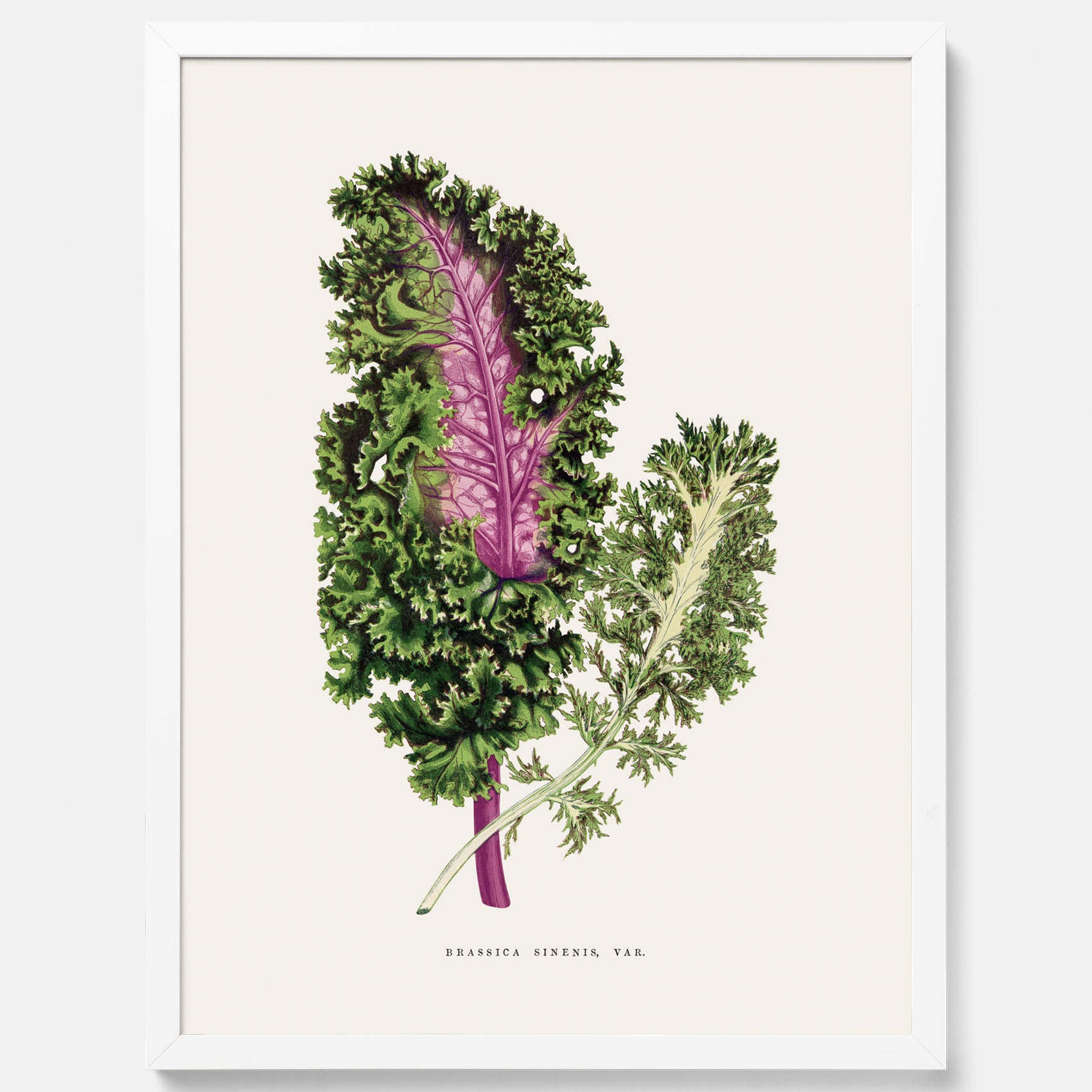 Vintageposter med en illustration av Brassica Sinenis från boken &quot;Les Plantes à Feuillage Coloré&quot;