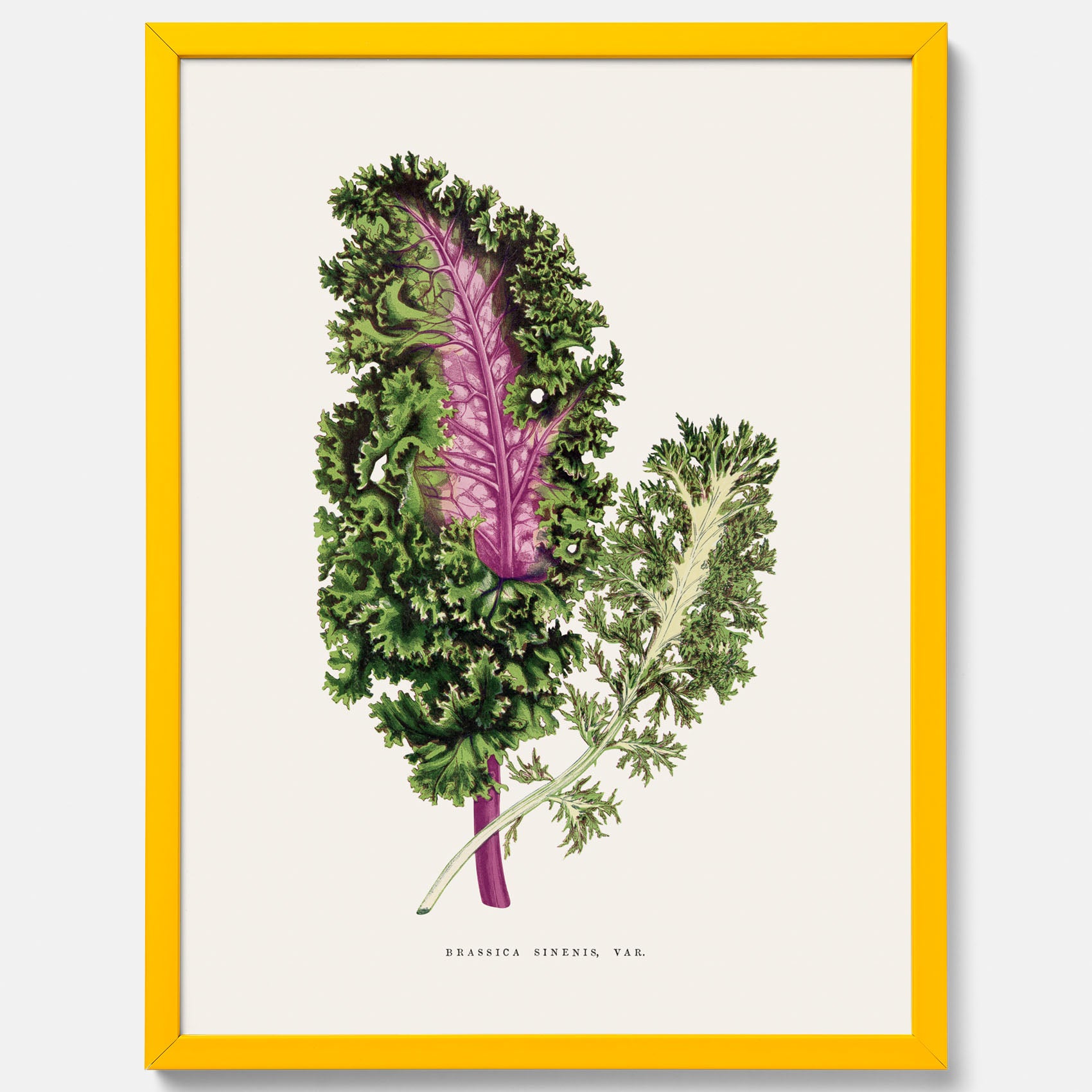 Vintageposter med en illustration av Brassica Sinenis från boken &quot;Les Plantes à Feuillage Coloré&quot;