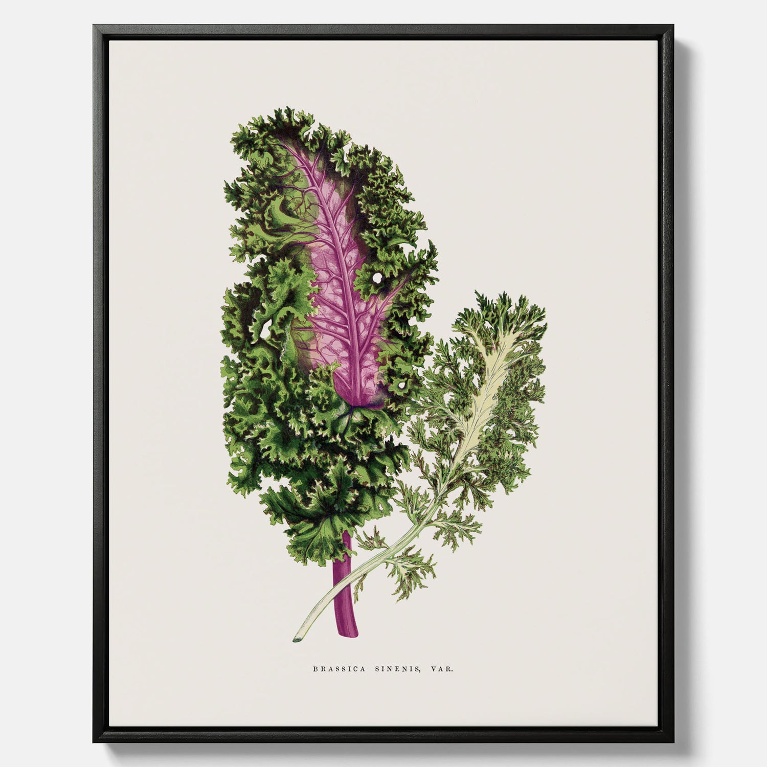 Vintageposter på canvas med en illustration av Brassica Sinenis från boken "Les Plantes à Feuillage Coloré"