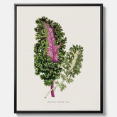Vintageposter på canvas med en illustration av Brassica Sinenis från boken "Les Plantes à Feuillage Coloré"