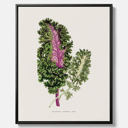 Vintageposter på canvas med en illustration av Brassica Sinenis från boken "Les Plantes à Feuillage Coloré"
