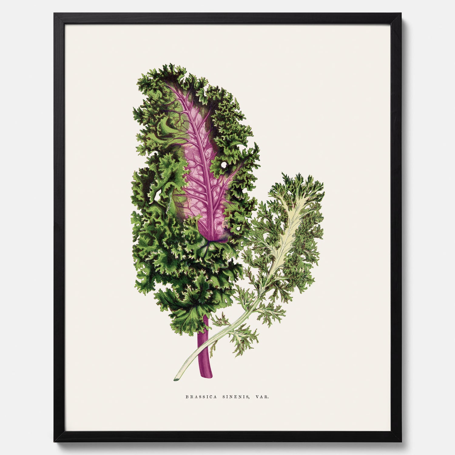 Vintageposter med en illustration av Brassica Sinenis från boken &quot;Les Plantes à Feuillage Coloré&quot;
