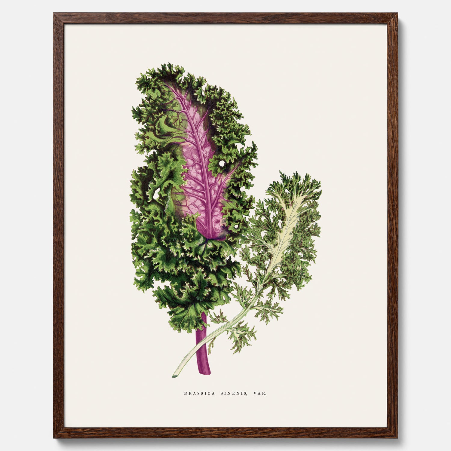 Vintageposter med en illustration av Brassica Sinenis från boken &quot;Les Plantes à Feuillage Coloré&quot;