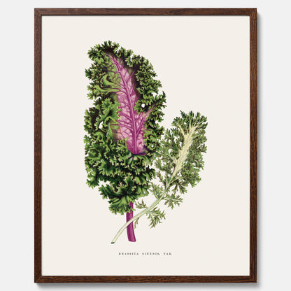 Vintageposter med en illustration av Brassica Sinenis från boken &quot;Les Plantes à Feuillage Coloré&quot;
