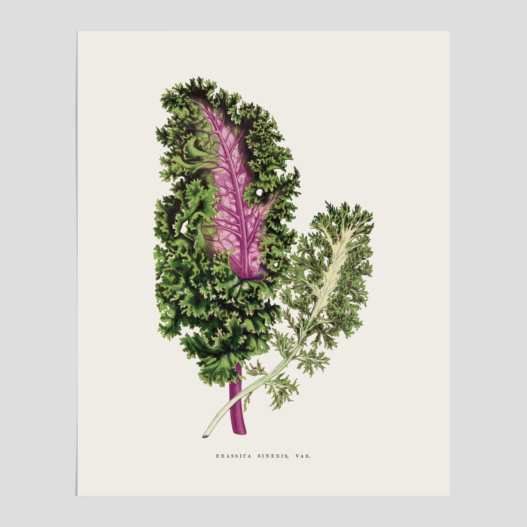 Vintageposter med en illustration av Brassica Sinenis från boken &quot;Les Plantes à Feuillage Coloré&quot;